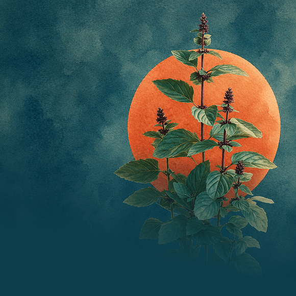 The Glories of Sri Tulsī-devī